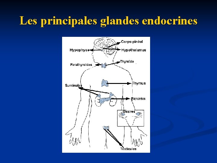 Les principales glandes endocrines 
