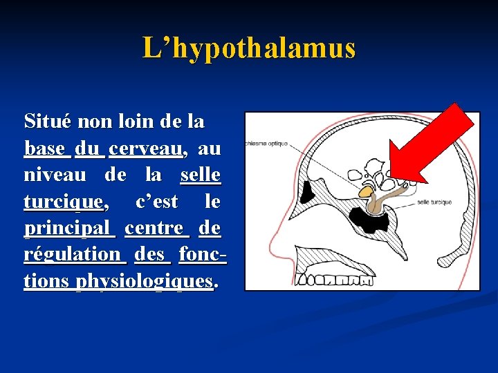 L’hypothalamus Situé non loin de la base du cerveau, au niveau de la selle