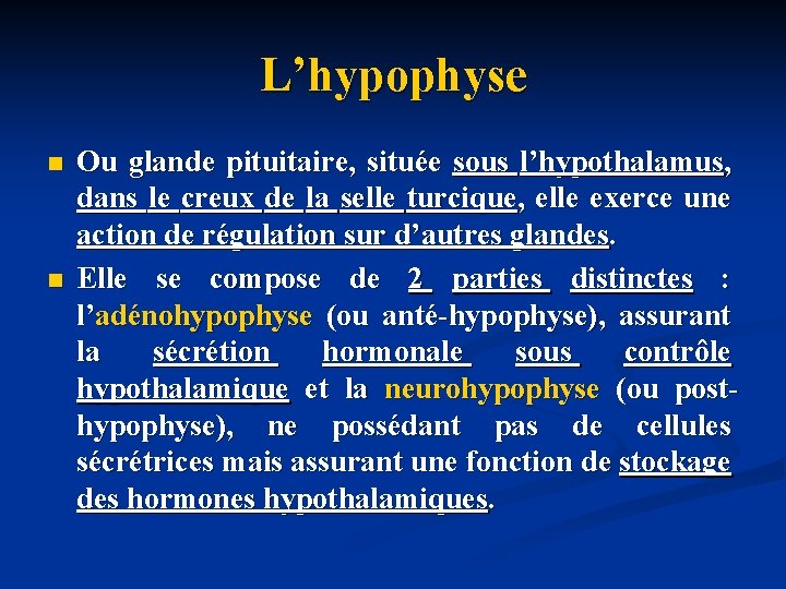 L’hypophyse n n Ou glande pituitaire, située sous l’hypothalamus, dans le creux de la