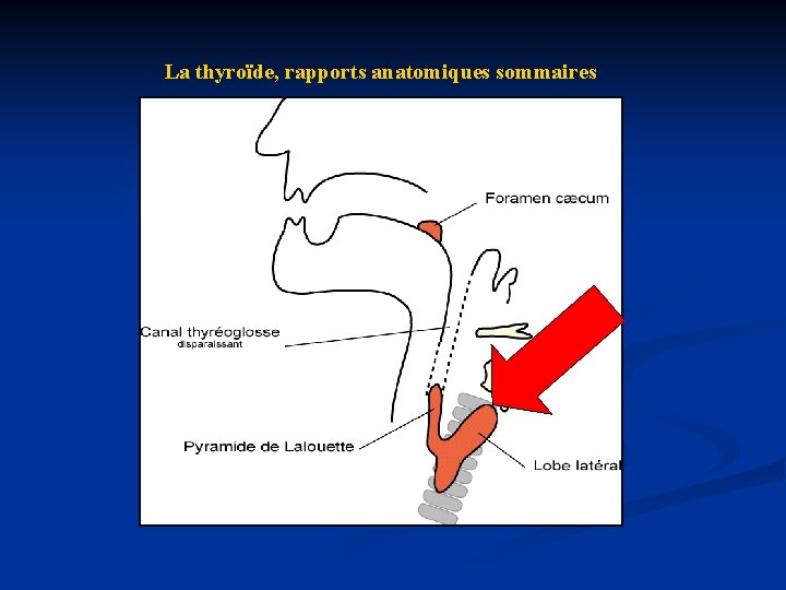 La thyroïde, rapports anatomiques sommaires 