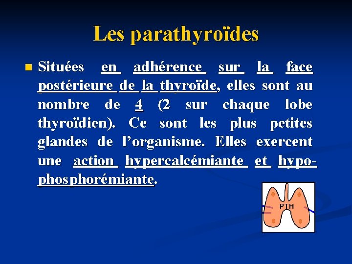 Les parathyroïdes n Situées en adhérence sur la face postérieure de la thyroïde, elles