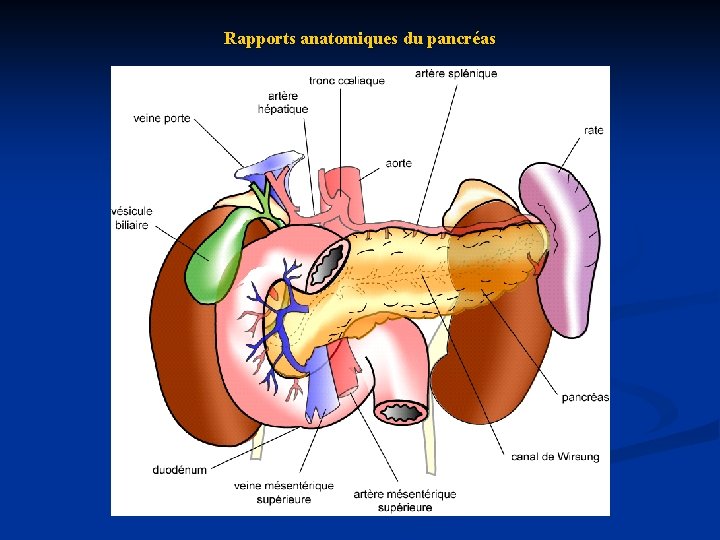 Rapports anatomiques du pancréas 