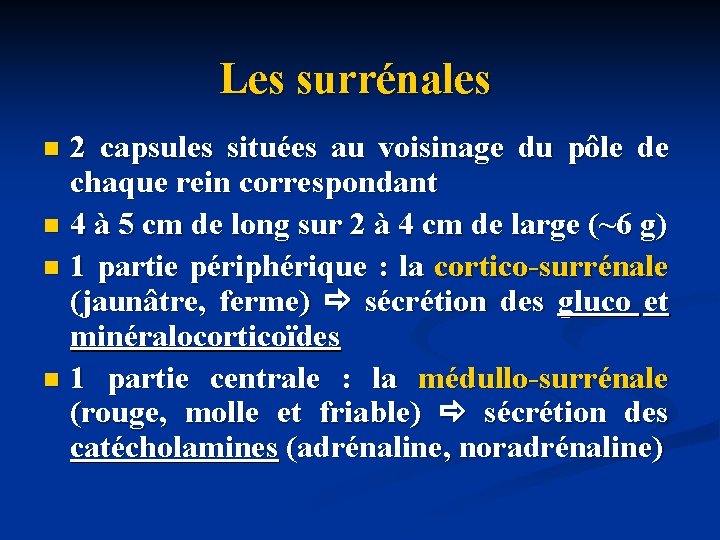 Les surrénales 2 capsules situées au voisinage du pôle de chaque rein correspondant n