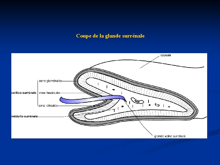 Coupe de la glande surrénale 