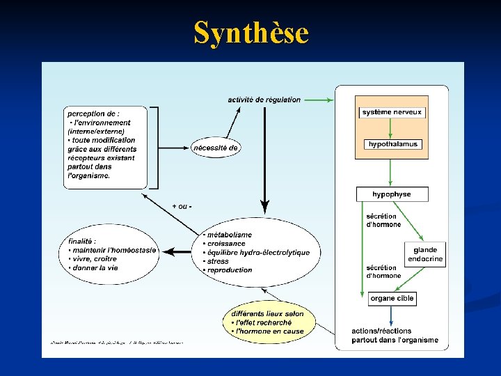 Synthèse 