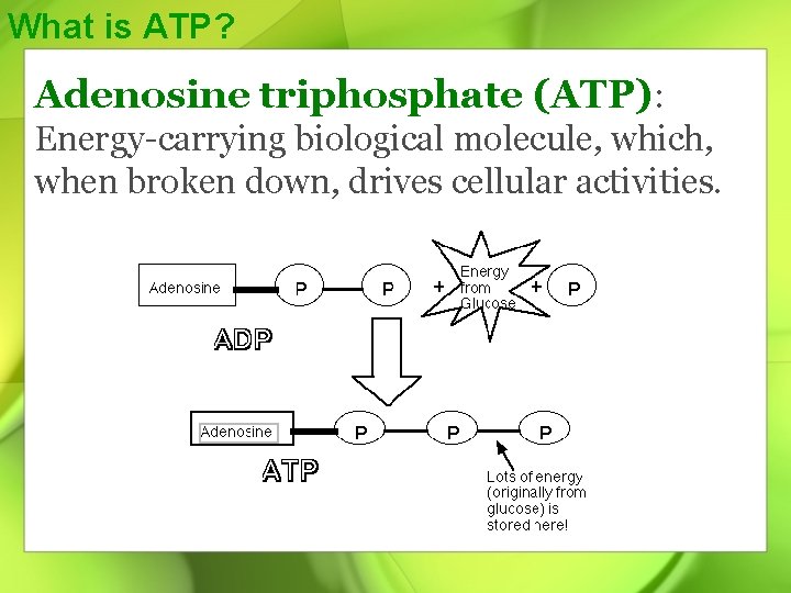 What is ATP? Adenosine triphosphate (ATP): Energy-carrying biological molecule, which, when broken down, drives