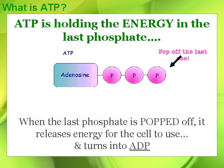 What is ATP? ATP is holding the ENERGY in the last phosphate…. Pop off