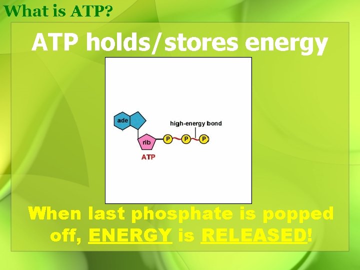 What is ATP? ATP holds/stores energy When last phosphate is popped off, ENERGY is