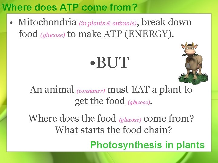Where does ATP come from? • Mitochondria (in plants & animals), break down food