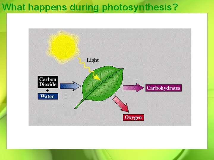 What happens during photosynthesis? 