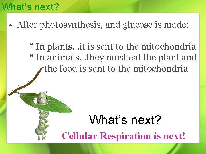 What’s next? • After photosynthesis, and glucose is made: * In plants…it is sent