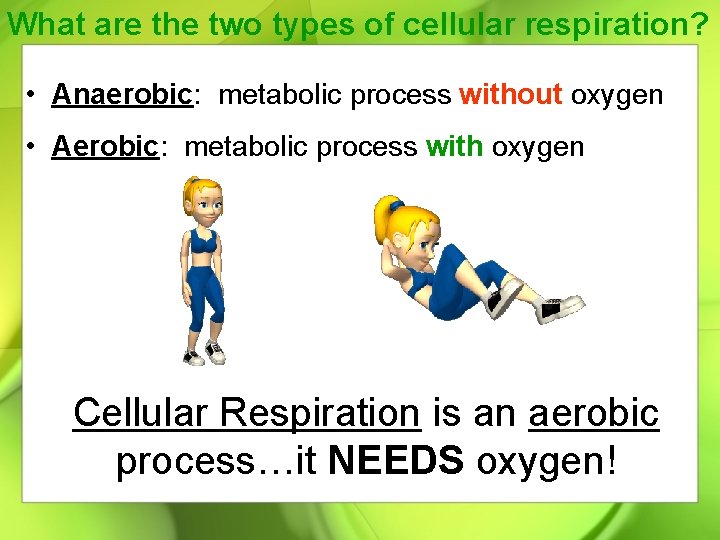 What are the two types of cellular respiration? • Anaerobic: metabolic process without oxygen