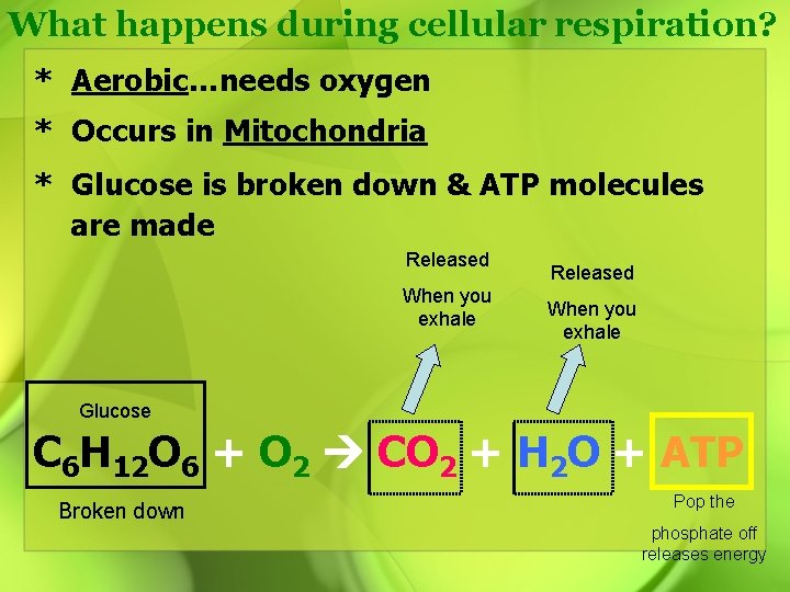 What happens during cellular respiration? * Aerobic…needs oxygen * Occurs in Mitochondria * Glucose