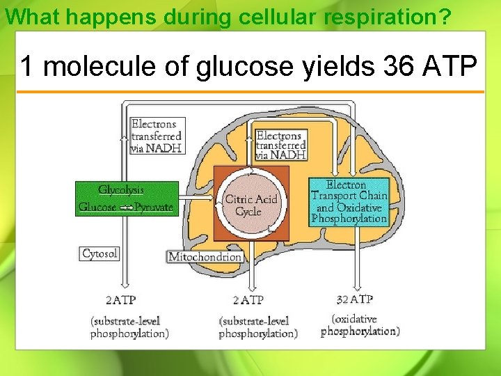 What happens during cellular respiration? 1 molecule of glucose yields 36 ATP 