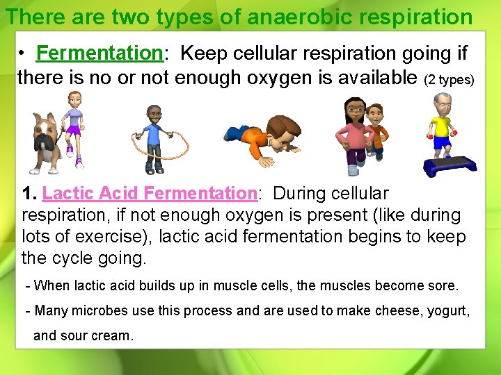 There are two types of anaerobic respiration • Fermentation: Keep cellular respiration going if
