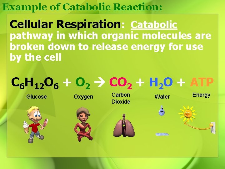Example of Catabolic Reaction: Cellular Respiration: Catabolic pathway in which organic molecules are broken