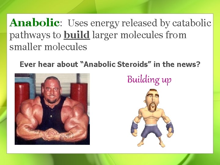 Anabolic: Uses energy released by catabolic pathways to build larger molecules from smaller molecules