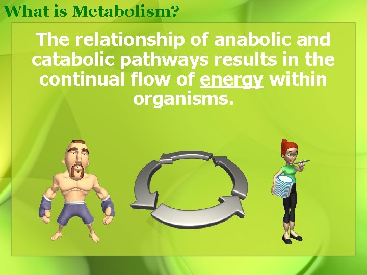 What is Metabolism? The relationship of anabolic and catabolic pathways results in the continual