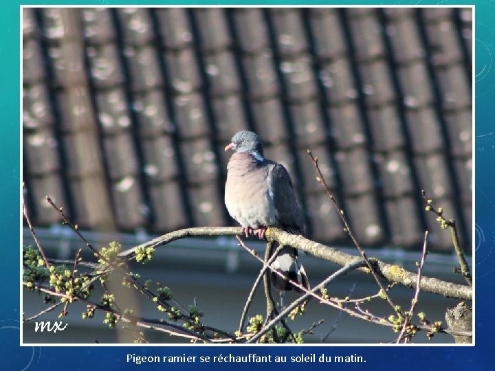 Pigeon ramier se réchauffant au soleil du matin. 