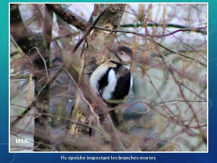 Pic épeiche inspectant les branches mortes 