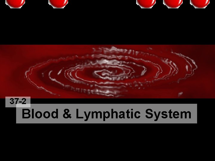 37 -2 Blood & Lymphatic System 