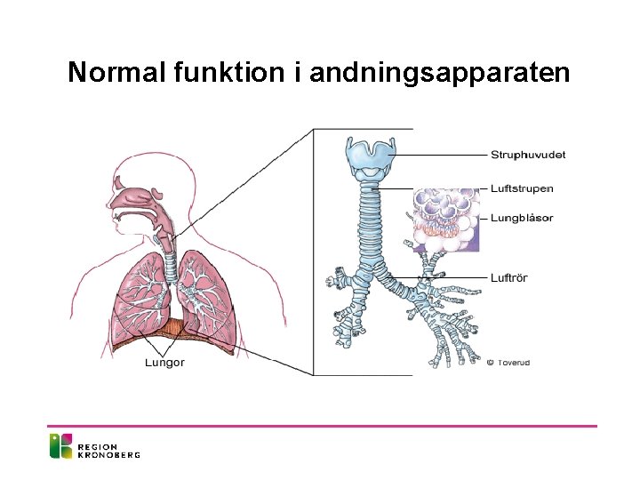 Normal funktion i andningsapparaten 