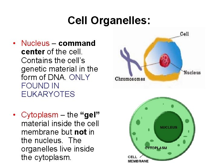 Cell Organelles: • Nucleus – command center of the cell. Contains the cell’s genetic Cell Organelles: • Nucleus – command center of the cell. Contains the cell’s genetic