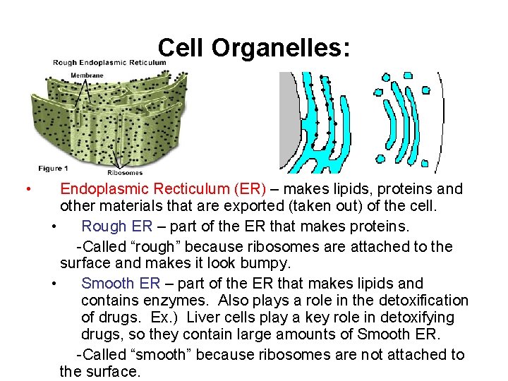 Cell Organelles: • Endoplasmic Recticulum (ER) – makes lipids, proteins and other materials that Cell Organelles: • Endoplasmic Recticulum (ER) – makes lipids, proteins and other materials that