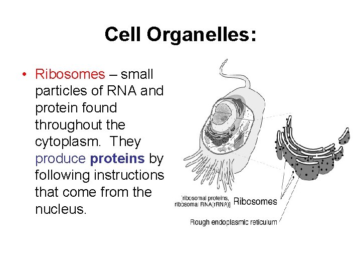 Cell Organelles: • Ribosomes – small particles of RNA and protein found throughout the Cell Organelles: • Ribosomes – small particles of RNA and protein found throughout the
