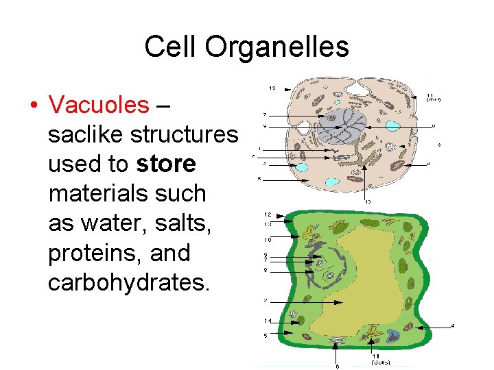Cell Organelles • Vacuoles – saclike structures used to store materials such as water, Cell Organelles • Vacuoles – saclike structures used to store materials such as water,
