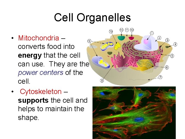 Cell Organelles • Mitochondria – converts food into energy that the cell can use. Cell Organelles • Mitochondria – converts food into energy that the cell can use.