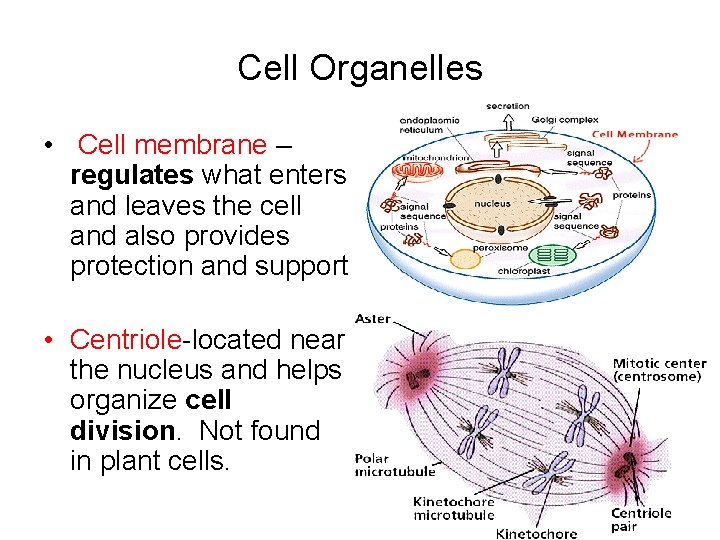 Cell Organelles • Cell membrane – regulates what enters and leaves the cell and Cell Organelles • Cell membrane – regulates what enters and leaves the cell and