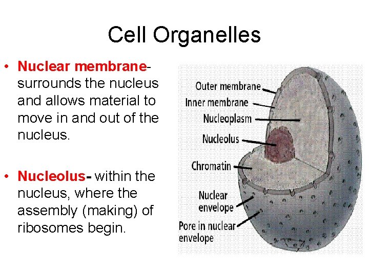 Cell Organelles • Nuclear membranesurrounds the nucleus and allows material to move in and Cell Organelles • Nuclear membranesurrounds the nucleus and allows material to move in and