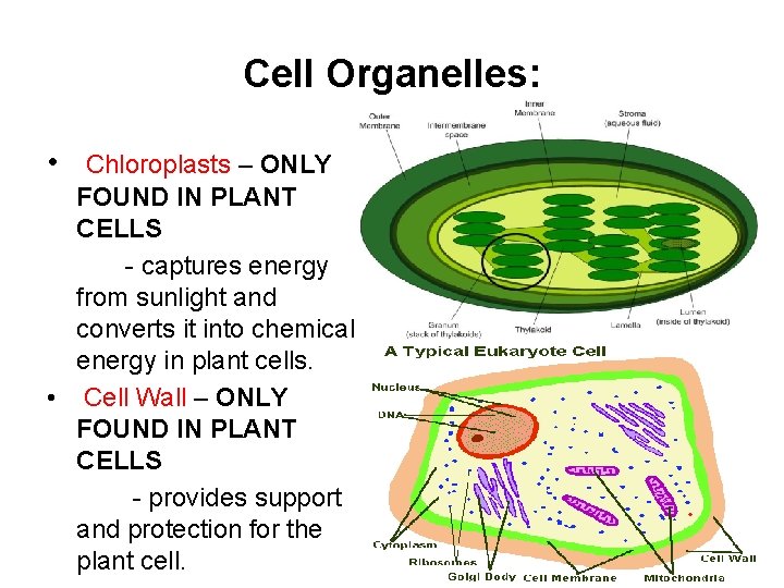 Cell Organelles: • Chloroplasts – ONLY FOUND IN PLANT CELLS - captures energy from Cell Organelles: • Chloroplasts – ONLY FOUND IN PLANT CELLS - captures energy from