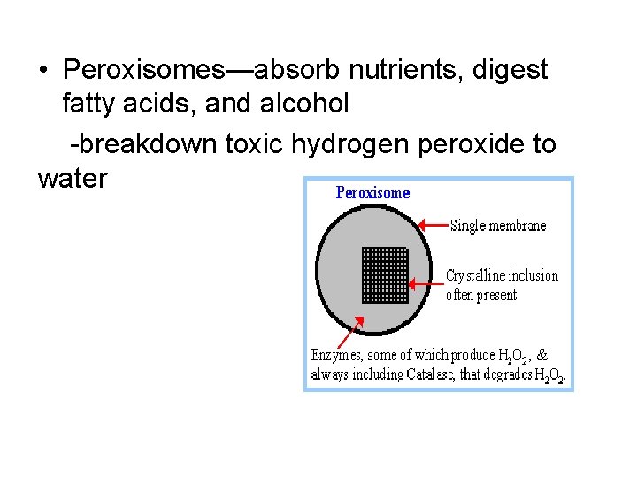 • Peroxisomes—absorb nutrients, digest fatty acids, and alcohol -breakdown toxic hydrogen peroxide to • Peroxisomes—absorb nutrients, digest fatty acids, and alcohol -breakdown toxic hydrogen peroxide to