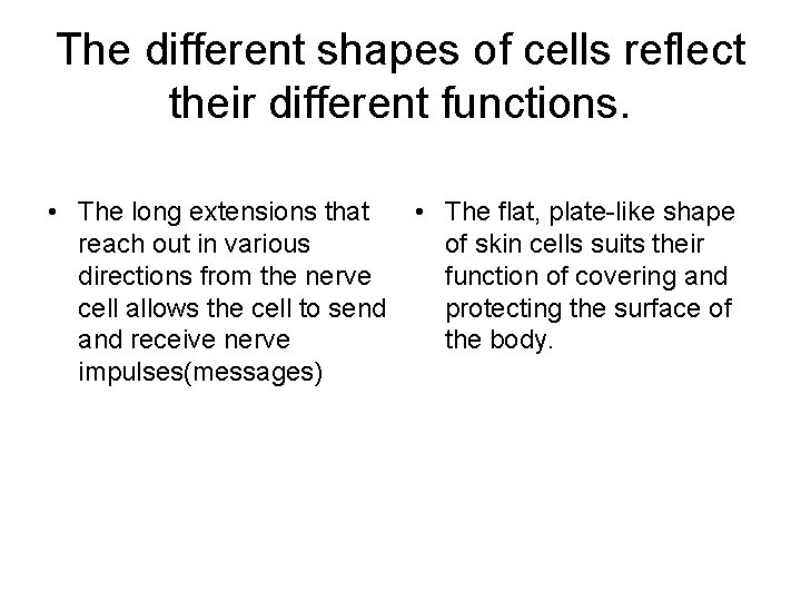 The different shapes of cells reflect their different functions. • The long extensions that The different shapes of cells reflect their different functions. • The long extensions that
