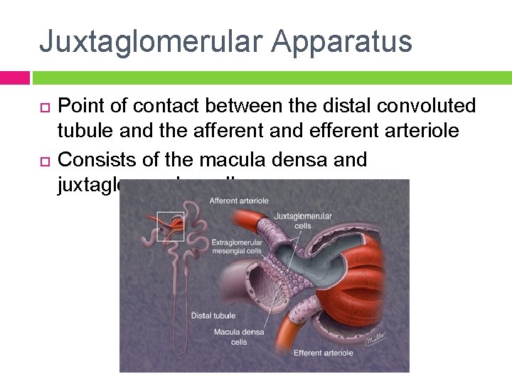 Juxtaglomerular Apparatus Point of contact between the distal convoluted tubule and the afferent and