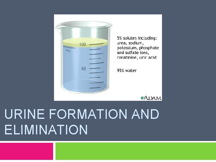 URINE FORMATION AND ELIMINATION 