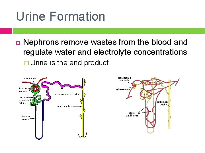 Urine Formation Nephrons remove wastes from the blood and regulate water and electrolyte concentrations