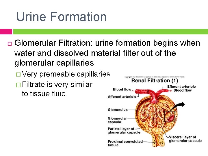 Urine Formation Glomerular Filtration: urine formation begins when water and dissolved material filter out