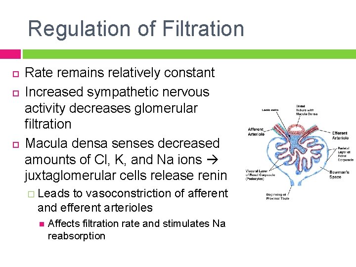 Regulation of Filtration Rate remains relatively constant Increased sympathetic nervous activity decreases glomerular filtration