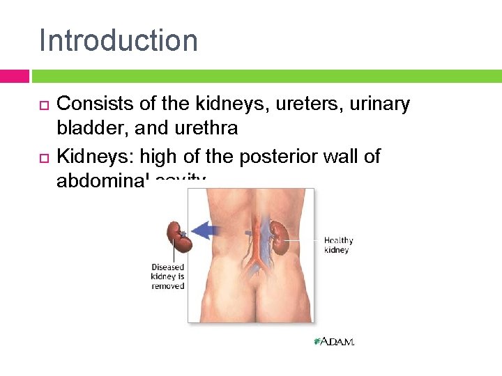 Introduction Consists of the kidneys, ureters, urinary bladder, and urethra Kidneys: high of the