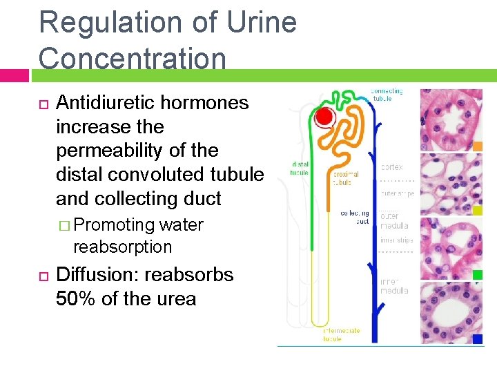 Regulation of Urine Concentration Antidiuretic hormones increase the permeability of the distal convoluted tubule