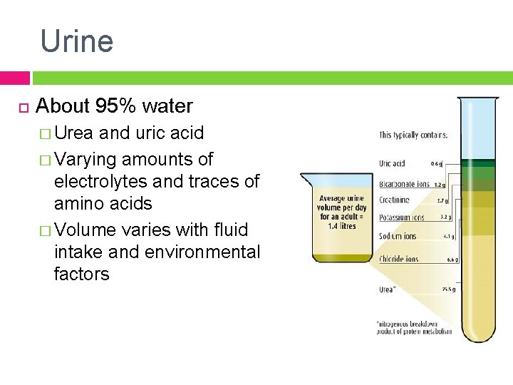 Urine About 95% water � Urea and uric acid � Varying amounts of electrolytes