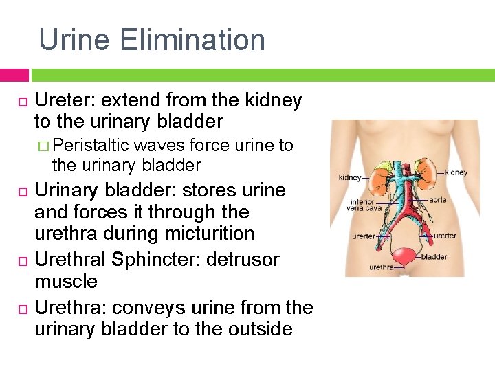 Urine Elimination Ureter: extend from the kidney to the urinary bladder � Peristaltic waves