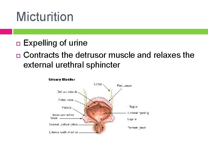 Micturition Expelling of urine Contracts the detrusor muscle and relaxes the external urethral sphincter