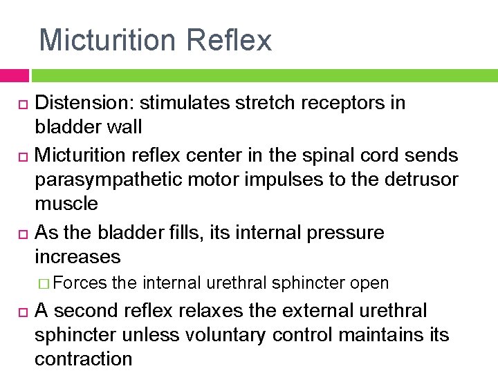 Micturition Reflex Distension: stimulates stretch receptors in bladder wall Micturition reflex center in the