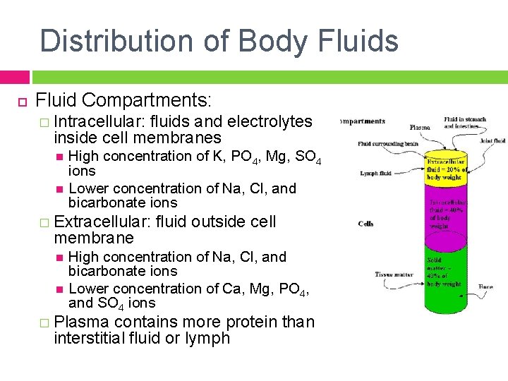 Distribution of Body Fluids Fluid Compartments: � Intracellular: fluids and electrolytes inside cell membranes