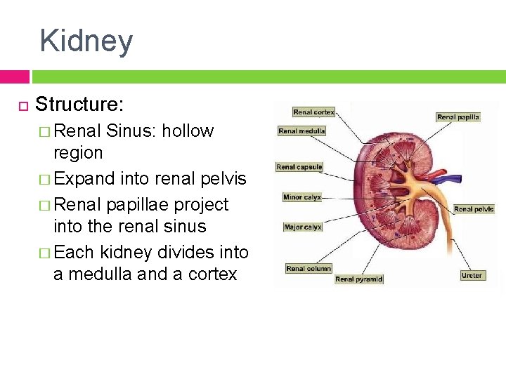 Kidney Structure: � Renal Sinus: hollow region � Expand into renal pelvis � Renal