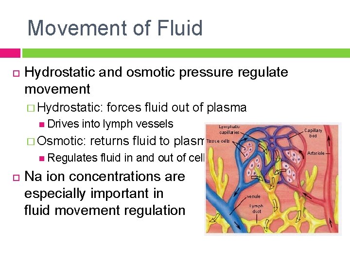 Movement of Fluid Hydrostatic and osmotic pressure regulate movement � Hydrostatic: Drives into lymph